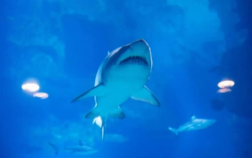 Акула откусила руку и ногу туристке на популярном курорте в Египте — видео (18+)