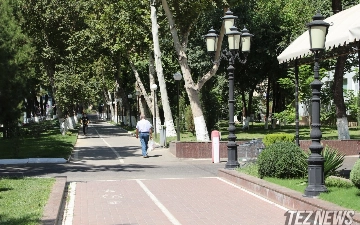 Бесхозные деревья инвентаризируют и закрепят за собственниками