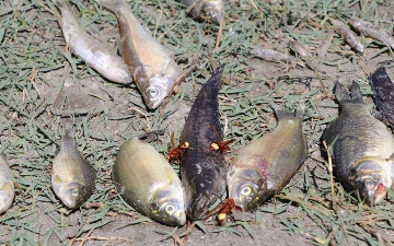 «Навоиазот» обвиняется в массовой гибели рыб в реке Зарафшан