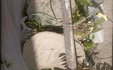В Бухаре военный прокурор незаконно вырубил шесть многолетних деревьев