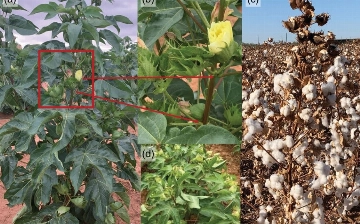 Узбекские и американские ученые вывели новый противогрибковый сорт хлопка