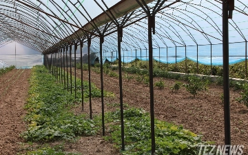 Узбекистан внедрит новый механизм выращивания продукции в теплицах