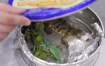 В Ташкент пытались провезти несколько рептилий под видом печенья — видео