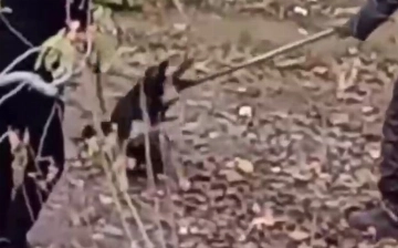 Узбекистанцы пожаловались на бесчеловечные службы отлова животных — видео (18+)