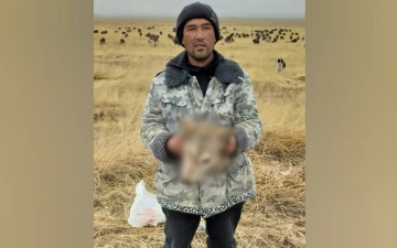 В Джизаке оштрафовали мужчину, обезглавившего волка