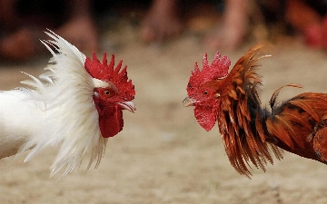 В Фергане накрыли подпольную арену для петушиных боев