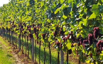 Япония займет Узбекистану $200 млн на развитие плодоовощеводства