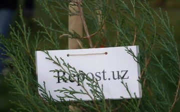 В Silk Road Samarkand прошла высадка деревьев на аллее «Медиа»