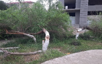 В Карши незаконно срубили деревья более чем на 150 млн сумов