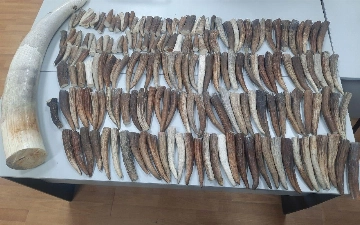 В Узбекистан пытались провезти бивень африканского слона и сотню рогов оленя