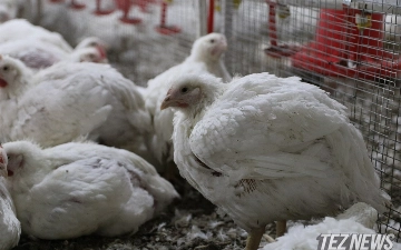 Узбекистан получит от Всемирного банка $240 млн на развитие животноводства