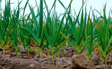 Узбекские ученые создали новый сорт лука