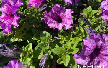 Синоптики рассказали, какая погода ждет узбекистанцев в начале мая