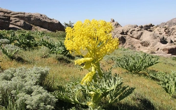 В Узбекистане ввели трехлетний мораторий на таджикскую ферулу — рассказываем, почему