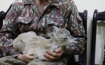 Кашкадарьинские браконьеры выкрали из заповедника детеныша краснокнижного барана