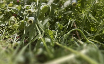 В Бухаре накрыли четырех мужчин, выращивавших мак и каннабис 