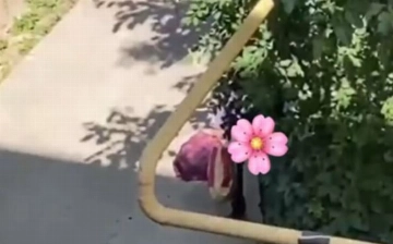 В Ташкенте наказали извращенца, онанировавшего перед женским общежитием УзГУМЯ