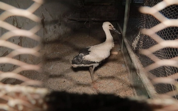 Житель Ташкента пытался незаконно продать краснокнижных соколов и аистов