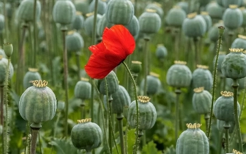 Еще одну жительницу Ферганы поймали на выращивании мака: в ее огороде нашли 247 кустов