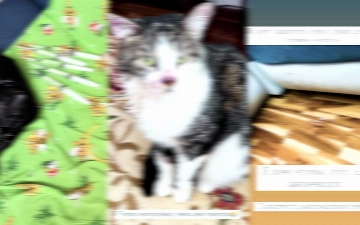 В ГУВД отреагировали на сообщения о жителе Чирчика, которого обвиняли в убийстве кошек и избиении ребенка