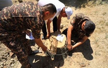 Самаркандские дровосеки срубили многолетние деревья на 774 млн сумов