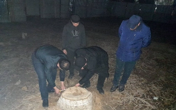 В Бухаре мизерно оштрафовали мужчину, срубившего деревья на 259 млн сумов