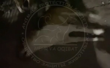 В одном из пунктов содержания Ферганы массово отравили собак (видео 18+)