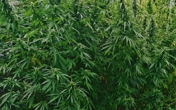 В Кашкадарье несколько мужчин развели плантацию каннабиса на 764 куста