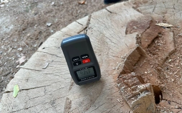 На Юнусабаде спилили две чинары: ущерб оценили в 204 млн сумов