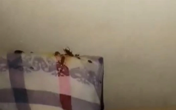 Детский медцентр в Карши заполонили тараканы: матери пришлось охранять ребенка от насекомых (видео)