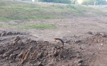 Возбуждено уголовное дело по факту вырубки нескольких десятков деревьев в Сурхандарье