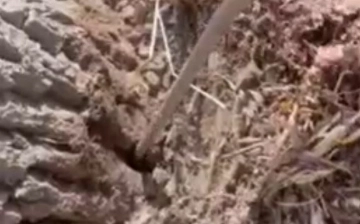 Возбуждено уголовное дело против предпринимателя, искусственно засушившего деревья