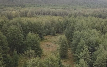 Узбекистанцы случайно подожгли лес в Магадане: пожар уничтожил свыше 50 га насаждений