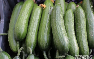 Эксперты зафиксировали резкое падение цен на огурцы в Узбекистане