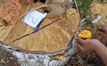 Под Ташкентом срубили три чинары: ущерб составил почти 150 млн сумов