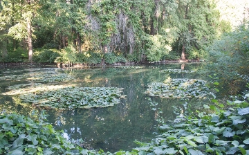 «Ботанический сад — не парк развлечений» — Саида Мирзиёева