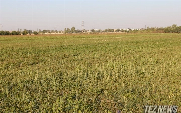 В Узбекистане из-за устаревших методов полива земель теряется 6 млрд кубометров воды