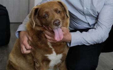 Умерла самая старая собака в мире