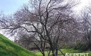 Воздух в Ташкенте на 24 октября: уровень загрязнения превысил норму в пять раз