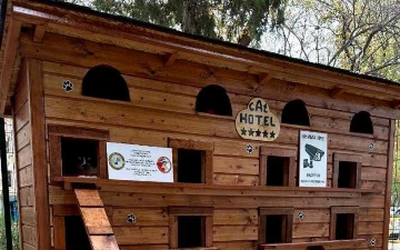 В одном из районов Ташкента появился «отель» для кошек