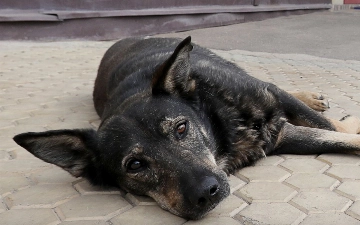 В Южной Корее запретили разведение собак на мясо