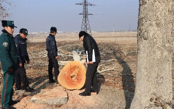 В Андижане незаконно срубили чинары: ущерб составил почти 320 млн сумов