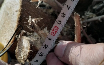 В Сырдарье мужчина незаконно спилил декоративные деревья более чем на 270 млн сумов