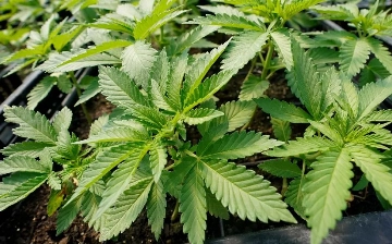 Правительство Германии хочет легализовать каннабис