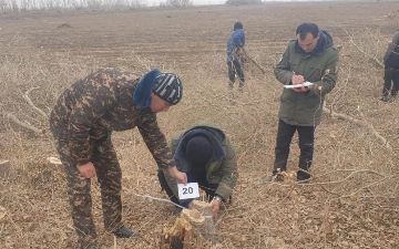 В Хорезме фермер незаконно срубил деревья почти на 620 млн сумов