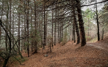 На восстановление лесных ландшафтов в Узбекистане направят свыше $200 млн