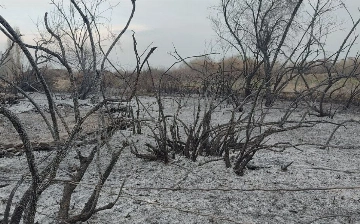 Под Ташкентом сожгли 1,5 тысячи фруктовых и декоративных деревьев