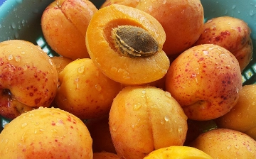 Из Узбекистана в Россию завезли фрукты, зараженные плодожоркой