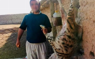 Житель Сурхандарьи убил полосатую гиену: экологи оценили ущерб в 1 млрд сумов