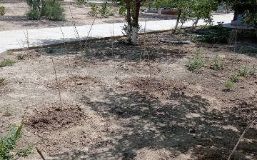 В Узбекистане оштрафовали свыше 50 лиц, ответственных за проект «Яшил Макон»